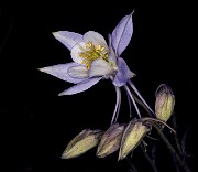 017Aquilegia caerulea 19-5415